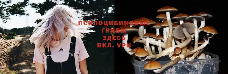 купить  сайты  ОМГ ОМГ ONION  Галлюциногенные грибы Cubensis  Камышлов 